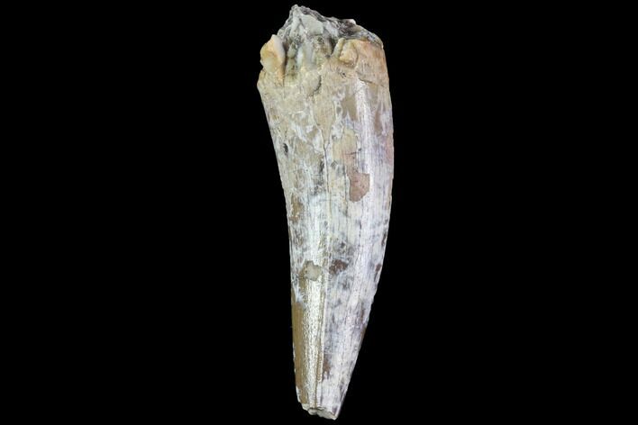 Fossil Phytosaur Tooth - Arizona #88603